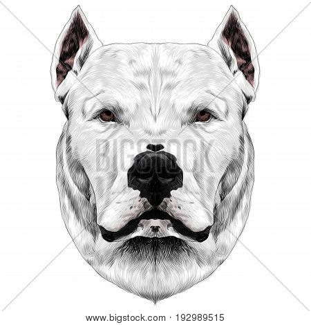 dog breed Dogo head looking right sketch vector graphics color pattern white wool