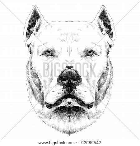dog breed Dogo head looking right sketch vector graphics black and white drawing
