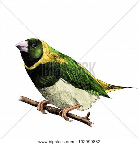 bird of finches sitting on a branch of a tree sketch vector graphics color figure colorful feathers of green yellow