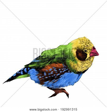bird amadina sketch vector graphics color figure colorful feathers yellow orange green blue