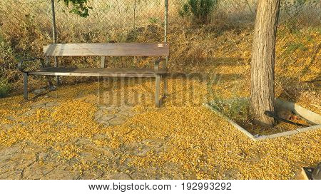 Bench And Blossoms