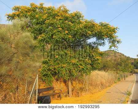 blossoms and flowers by bench on pavement rest area below tipu Tree in Andalusian Village