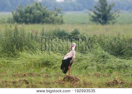 Lonely stork on a summer green meadow after a rain.