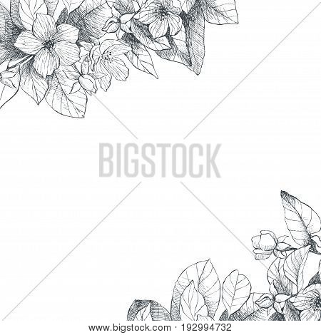 Vector floral backdrop. Blooming garden trees. Botanical Illustration engraving style