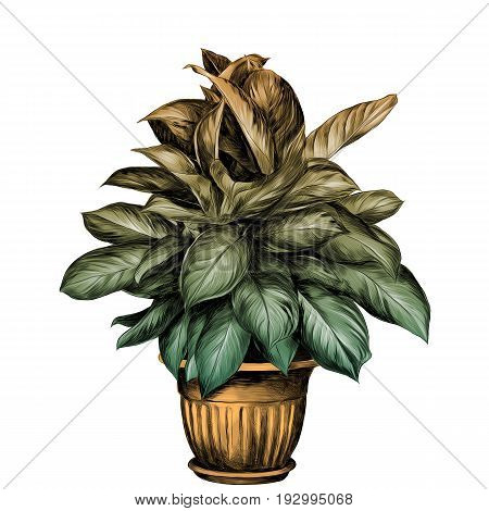 the flower pot aglaonema sketch vector graphics colored drawing gradient turquoise green yellow beige pot