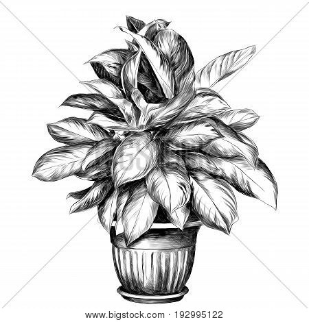 the flower pot aglaonema sketch vector graphics black and white drawing