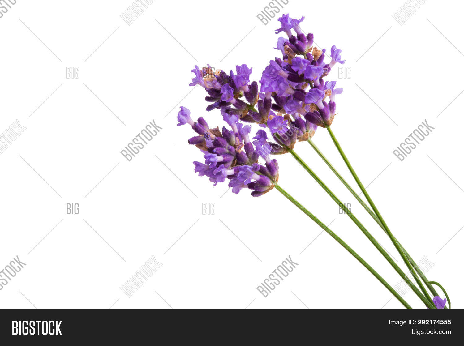 Lavender Blue Flower Image & Photo (Free Trial) | Bigstock