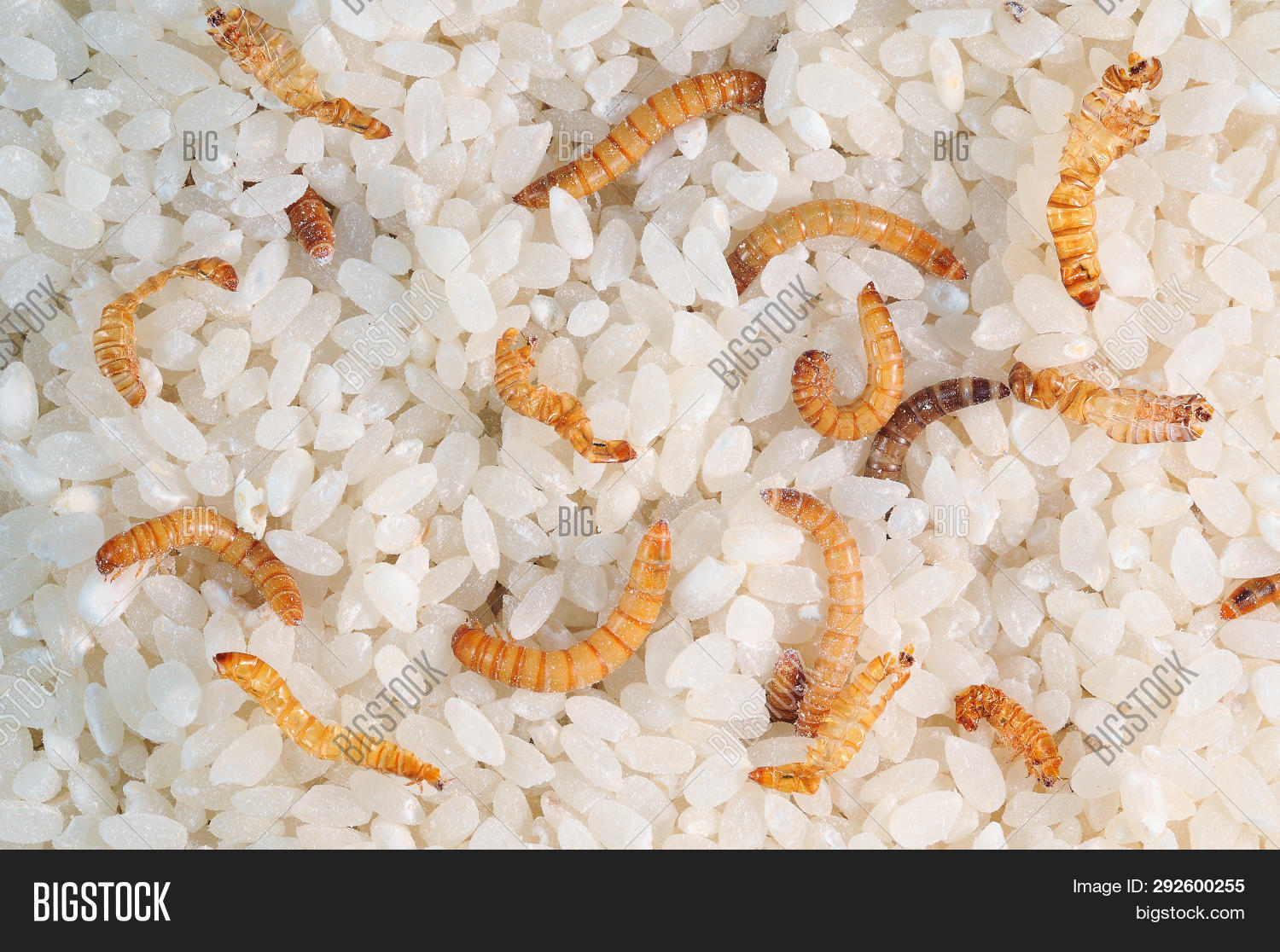 Flour Worms Eat Rice Image Photo Free Trial Bigstock