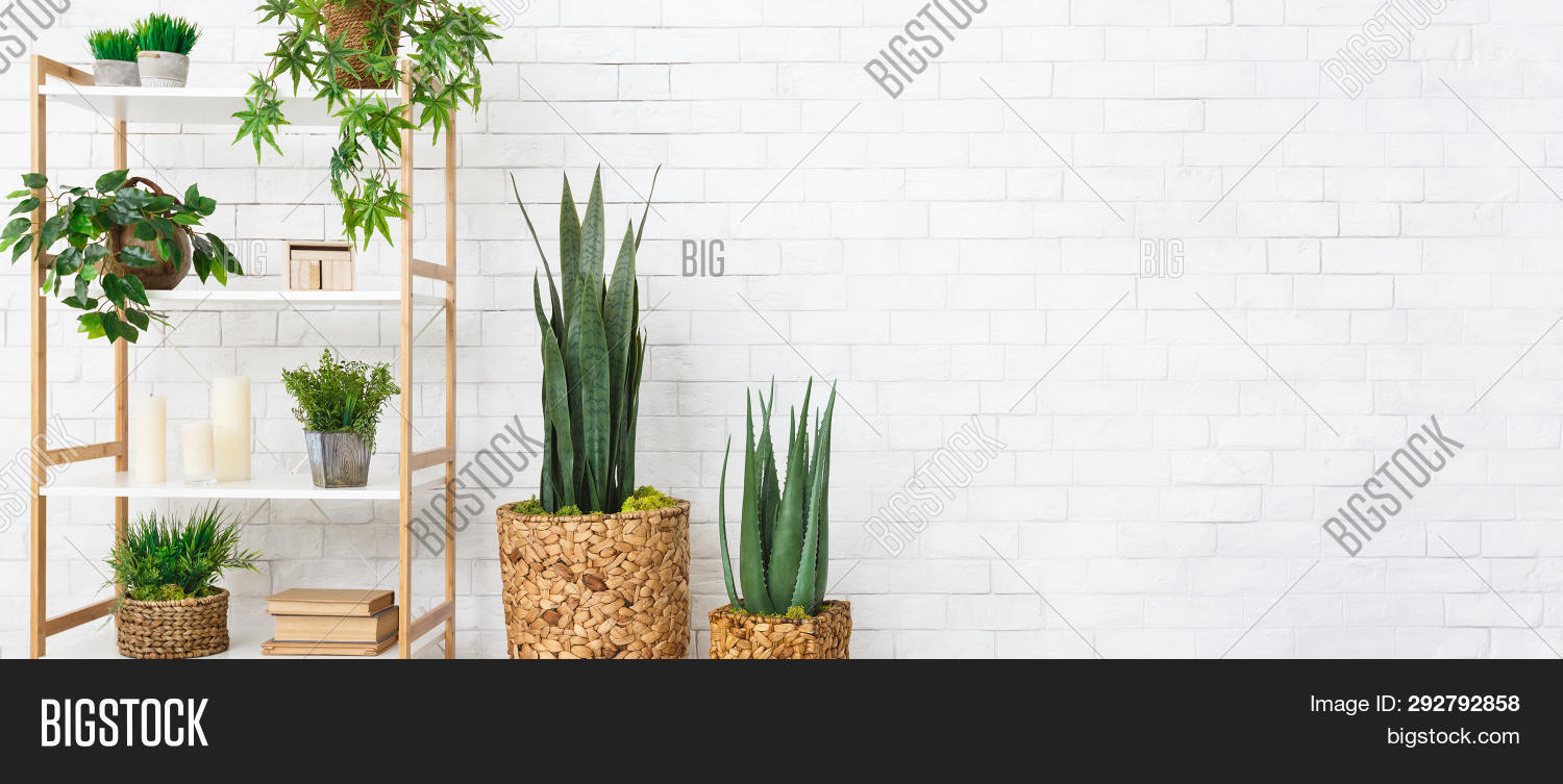 Rack House Plants Image Photo Free Trial Bigstock ✓ free for commercial use ✓ high quality images. rack house plants image photo free