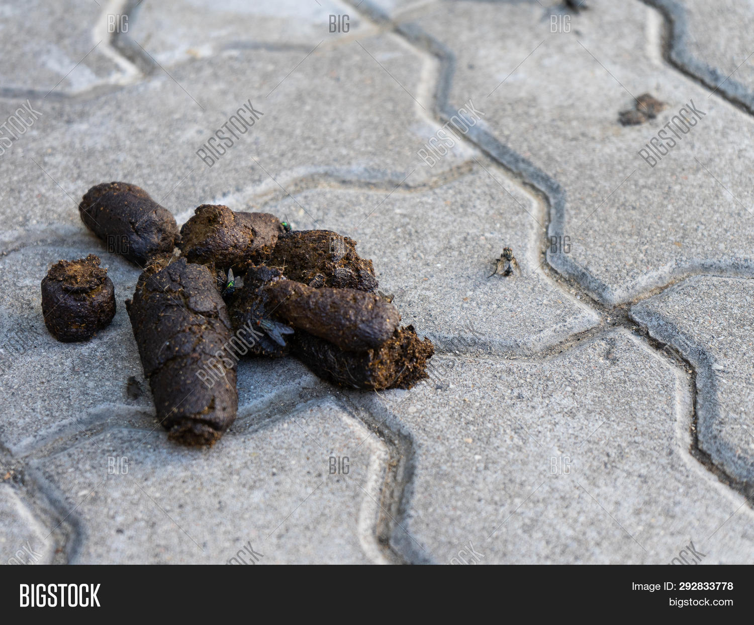 Dog Feces Lying On Image & Photo (Free Trial) Bigstock