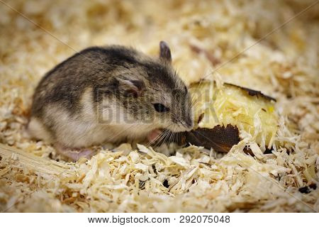Image Of Hamster Eating Food. Pet. Animals.