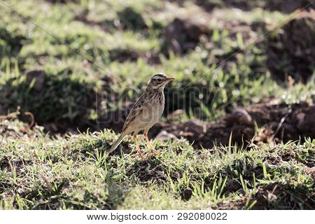 African Pipit , Anthus Cinnamomeus