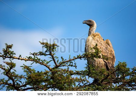 A Big Bird Of Prey Sits On A Branch