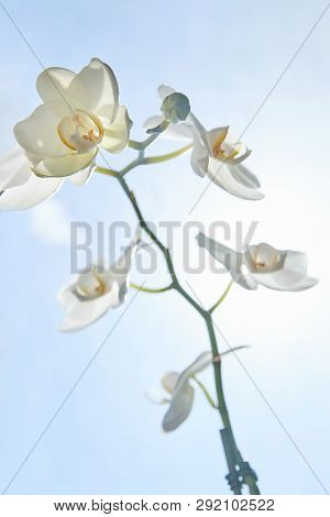 White Orchids On Sun Light, The Green Bud, A New Flower, A Butterfly, Macro, Phalaenopsis, Doritis,