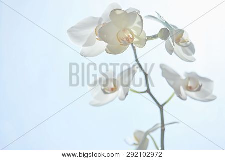 White Orchids On Sun Light, The Green Bud, A New Flower, A Butterfly, Macro, Phalaenopsis, Doritis,