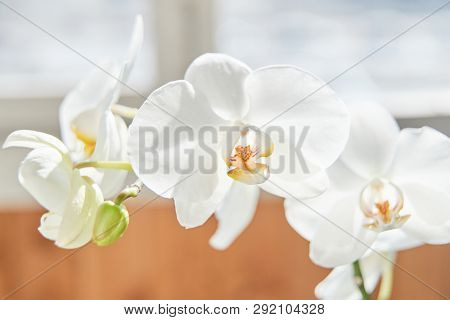 White Orchids On Sun Light, The Green Bud, A New Flower, A Butterfly, Macro, Phalaenopsis, Doritis,