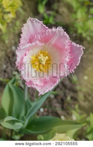 Pink Fringed Tulip