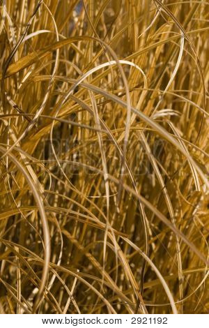 Détail de l'herbe