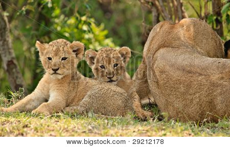ลูกสิงโตกับ Lioness
