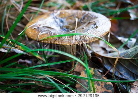 Black Milk Mushroom. Edible Mushrooms With Excellent Taste. Bio Food. Uncultivated Fungi.
