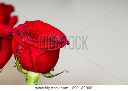 Red Roses On Grey Background Copyspace. Valentines, Eigths March Womans Day, Holiday.