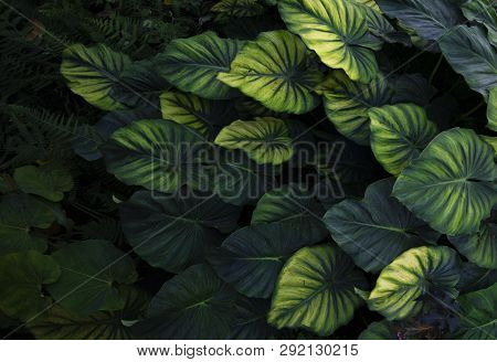 Abstract Tropical Forest Freshment Green Leaf In The Jungle Background.