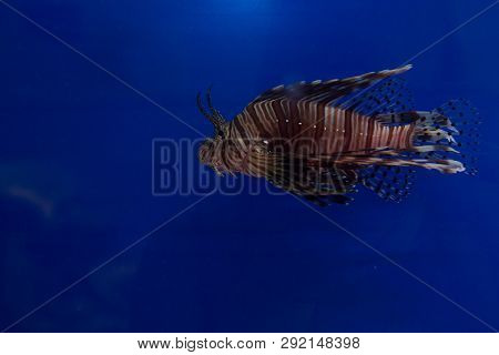 Lionfish-zebra, Or Zebra Fish, Or Striped Lionfish Lat. Pterois Volitans Is A Fish