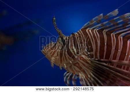Lionfish-zebra, Or Zebra Fish, Or Striped Lionfish Lat. Pterois Volitans Is A Fish