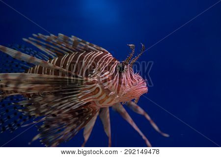 Lionfish-zebra, Or Zebra Fish, Or Striped Lionfish Lat. Pterois Volitans Is A Fish