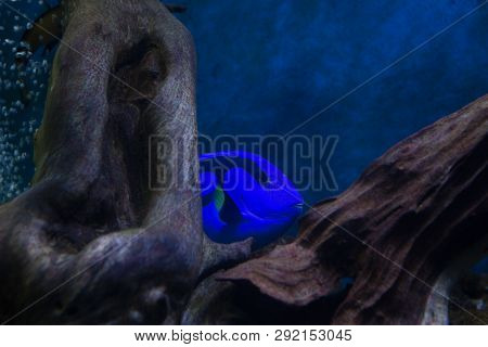 Blue Tang Surgeon Fish Paracanthurus Hepatus In The Oceanarium