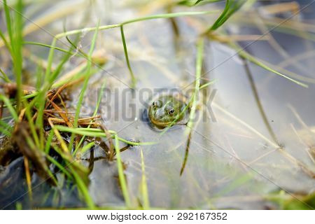 Common Green Frog In Water On Springtime. Beautiful Wildlife.