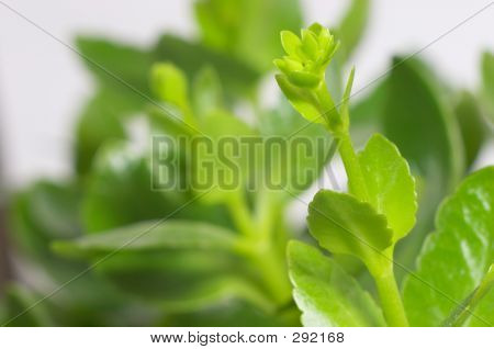 Brotes de Kalanchoe