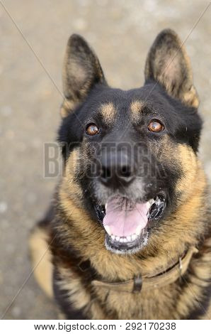 Clever Dog, German Shepherd, East European Shepherd, Dog