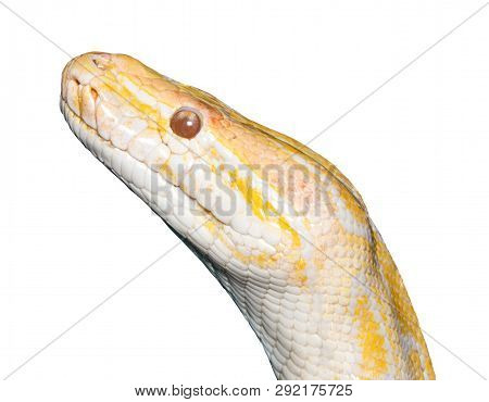 Albino Tiger Python (python Molurus) Isolated On White.