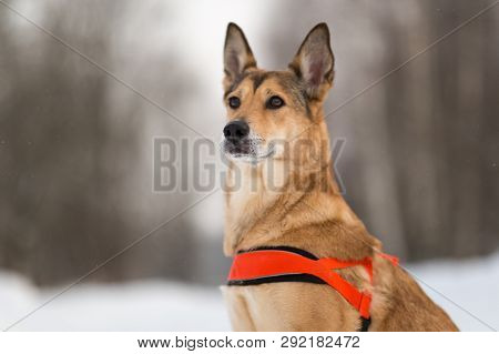 Cute Mixed Breed Dog Walking In A Park. Mongrel In The Snow