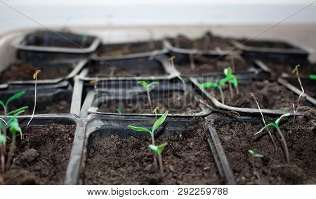Seedlings In Pots At Home. Early Seedlings Grown From Seeds In Boxes At Home On The Windowsil. Green
