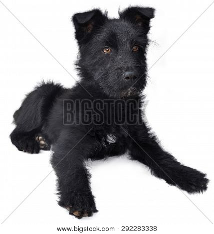 Black Young Dog Lying On White Background