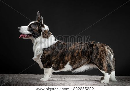 Beautiful Corgi Dog Standing, Side View, Dark Background