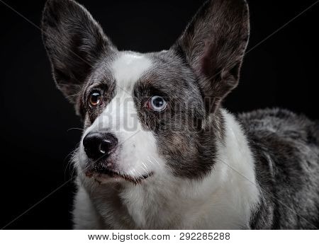 Beautiful Grey Corgi Dog With Different Colored Eyes Closeup Emotional Portrait