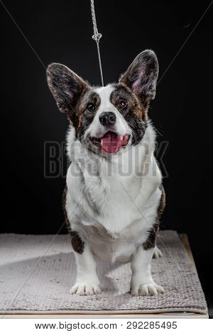 Beautiful Brown Corgi Dog Closeup Emotional Portrait