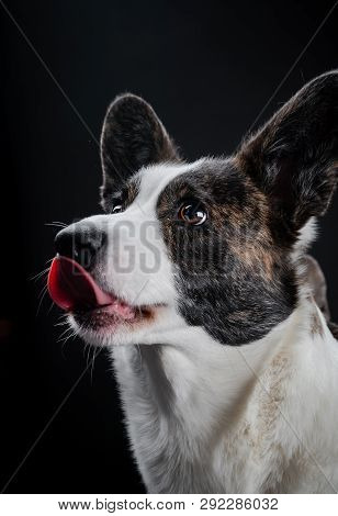 Beautiful Brown Corgi Dog Closeup Emotional Portrait