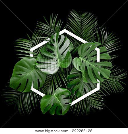 Arrangement Of Tropical Monstera Palm Leaves