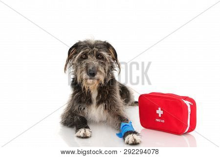 Sick Or Injured Dog. Puppy  Lying Down With A Blue Bandage Or Elastic Band On Foot And A Emergency  