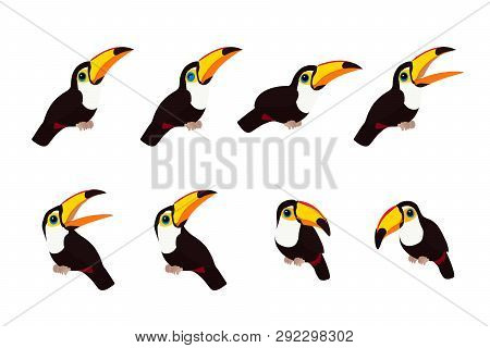 Vector Flat Cartoon Animal Clip Art Toco Toucans