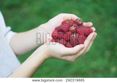 A Handful Of Ripe Red Forest Raspberries In The Hands Of A Young Woman Or Girl