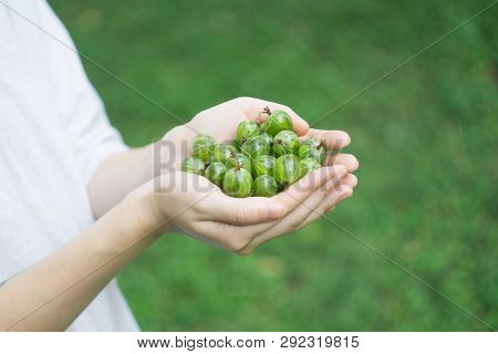 A Handful Of Ripe Green Forest Gooseberry In The Hands Of A Young Woman Or Girl