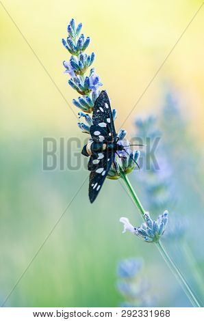 Insect On Lavender Angustifolia, Lavandula Blossom In Herb Garden In Evning Sunlight, Sunset