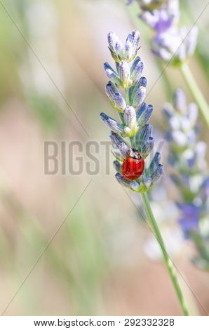 Ladybug On Lavender Angustifolia, Lavandula Blossom In Herb Garden In Evning Sunlight, Sunset