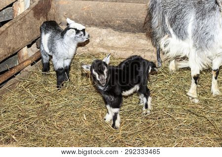 Barn. There Is A Goat And Three Little Goats In It. Straw On The Floor. Walls Of Wood. There Is Toni