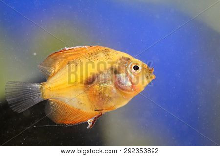 This Is A Portrait Of A Dicus Baby Fish